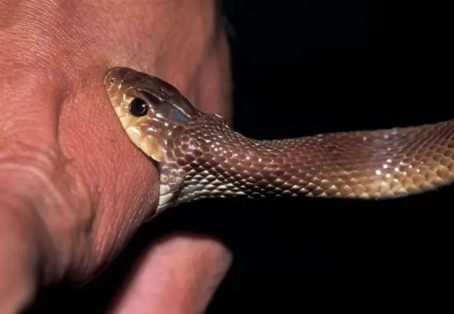 Snake Bite Treatment